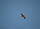 Steppearend (Aquila nipalensis) -   ten zuiden van Tsogt Ovoo 23-08-2016  (1)